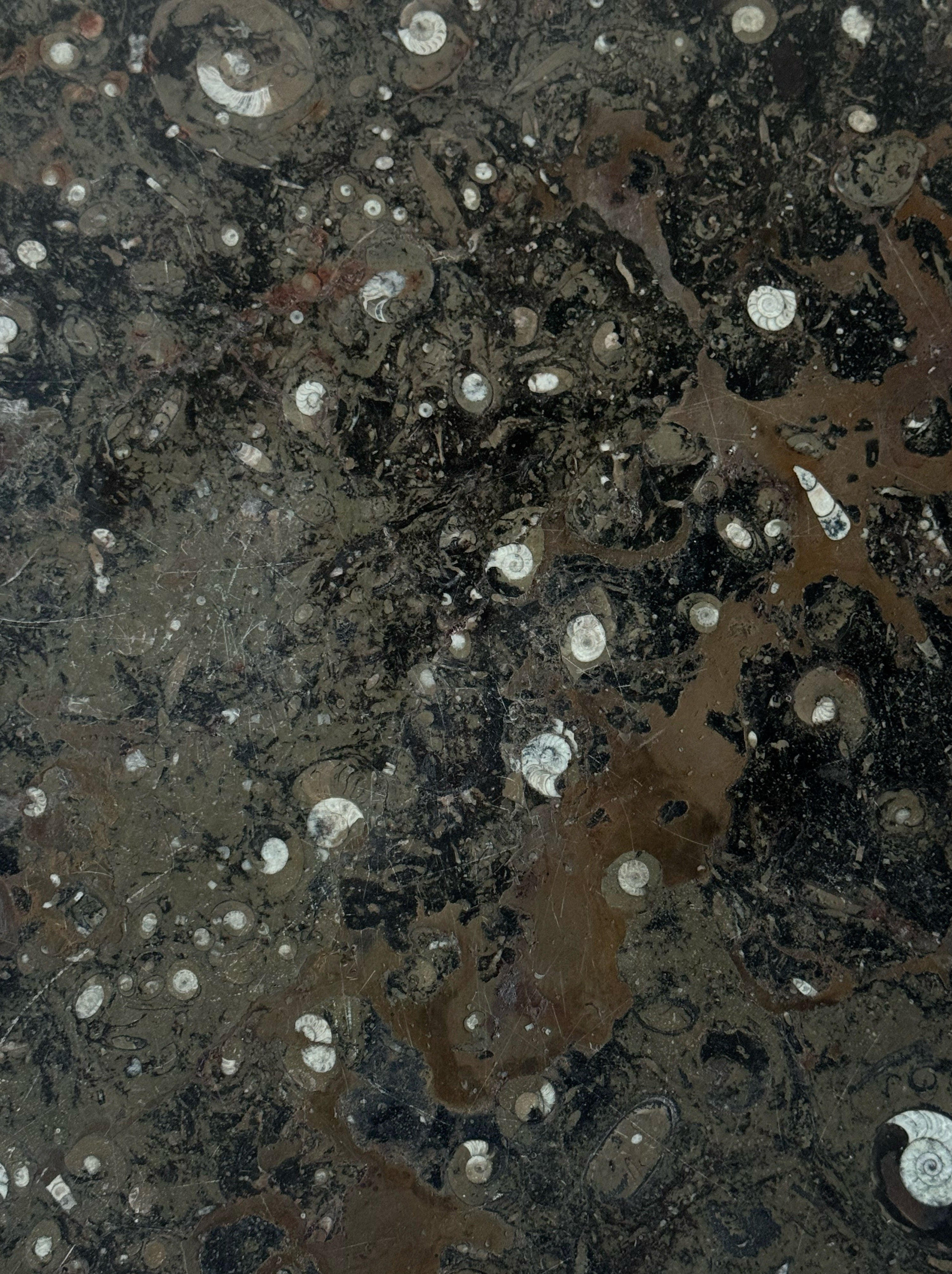 Fossil Stone Coffee Table