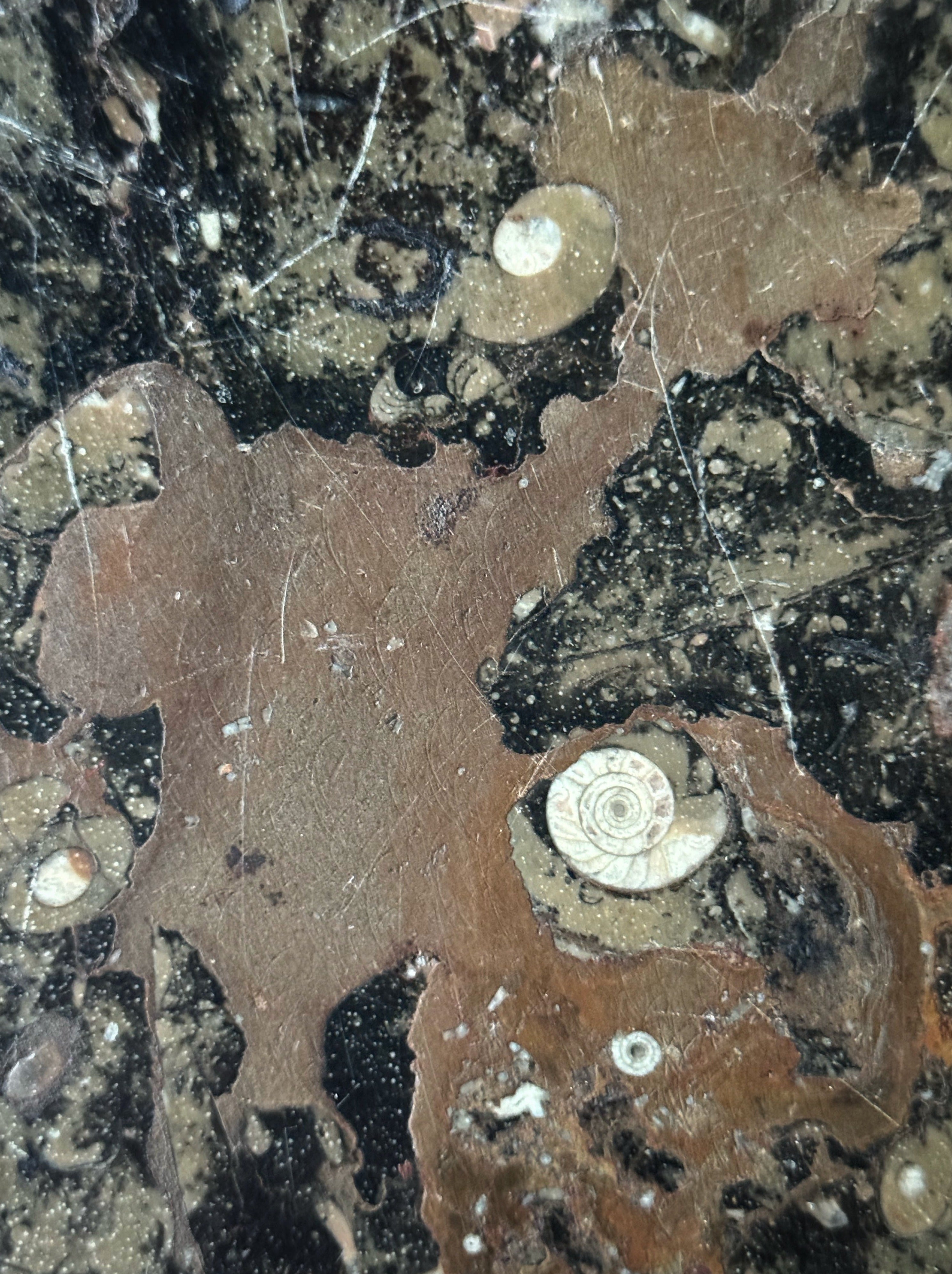 Fossil Stone Coffee Table